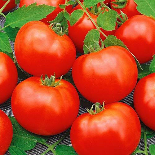 Томат Верность F1 Уральский дачник артикул фото 1 Томат Верность F1 Уральский дачник изображение 1 артикул 74245