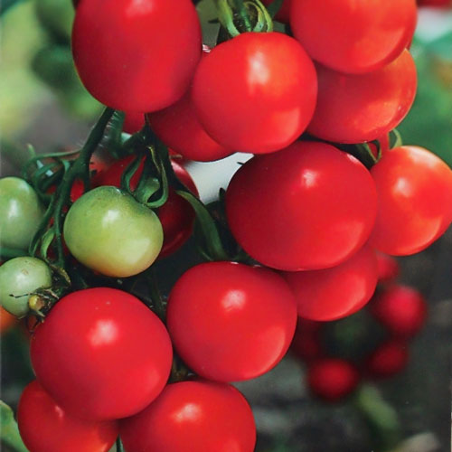 Томат Яблонька России, семена изображение 1 артикул 65086