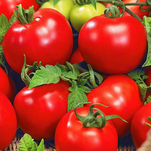 Томат Ямал Седек изображение 1 артикул 71728
