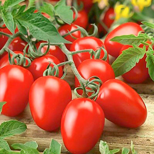 Томат Русский деликатес Уральский дачник изображение 1 артикул 78420