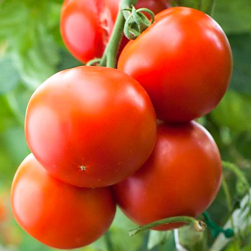 Томат Земляк, семена изображение 1 артикул 66346