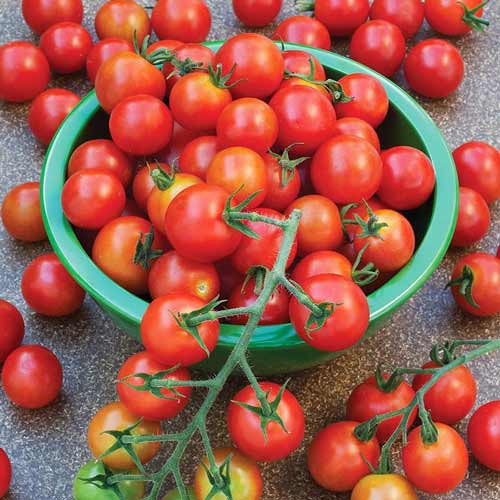 Томат Земляк, семена изображение 2 артикул 66346