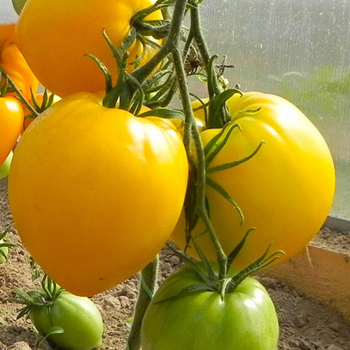 Томат Золотая буденовка F1 Premium Seeds изображение 1 артикул 83834