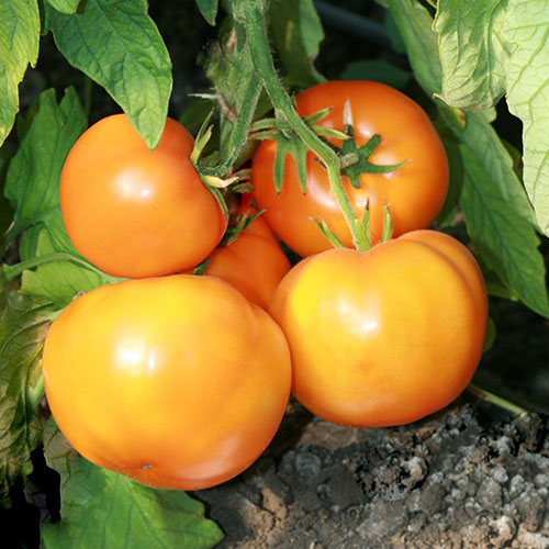 Томат Золотой мужичок F1 Premium Seeds артикул фото 1 Томат Золотой мужичок F1 Premium Seeds изображение 1 артикул 83835