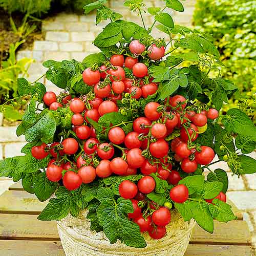 Томат (помидор) Малиновое кружево F1 изображение 1 артикул 71858