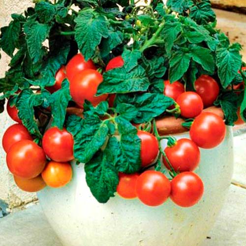 Томат (помидор) Мега Байт F1 изображение 1 артикул 71859