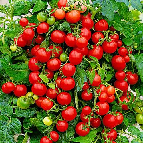 Томат (помидор) Пиноккио F1 изображение 1 артикул 71863