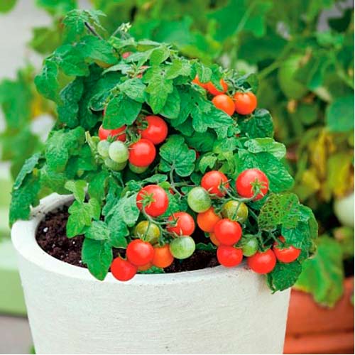 Томат (помидор) Робин Гуд F1 изображение 1 артикул 71864