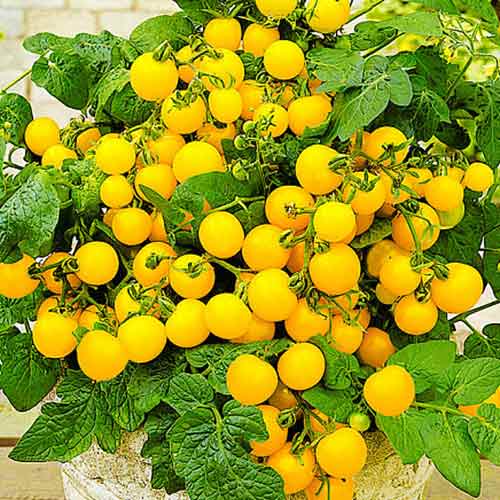 Томат (помидор) Солнышко F1 изображение 1 артикул 71865