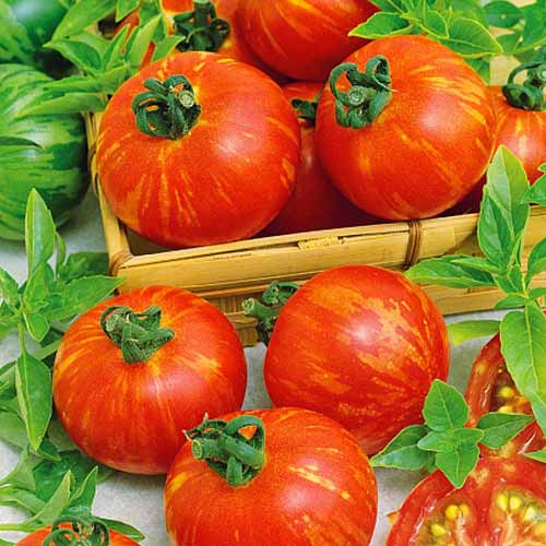 Томат (помидор) Тигерелла изображение 1 артикул 71866