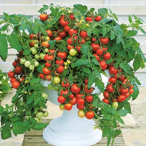 Томат (помидор) Тотем F1 изображение 1 артикул 71867