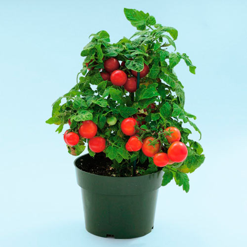 Томат (помидор) Вишневый поцелуй F1 изображение 1 артикул 71856