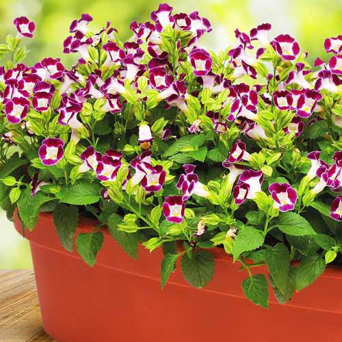 Торения Литтл Кисс Бургунди изображение 1 артикул 71590