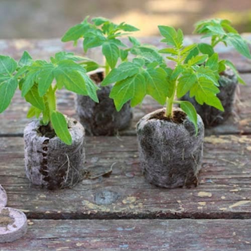 Торфяные таблетки Bt-37 для проращивания семян изображение 1 артикул 83374