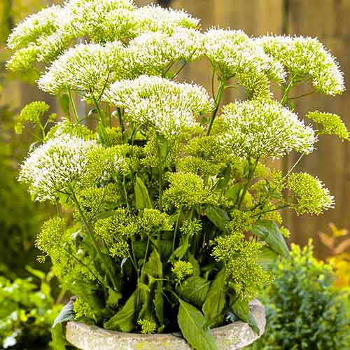 Трахелиум Пэшэн белый изображение 1 артикул 71591