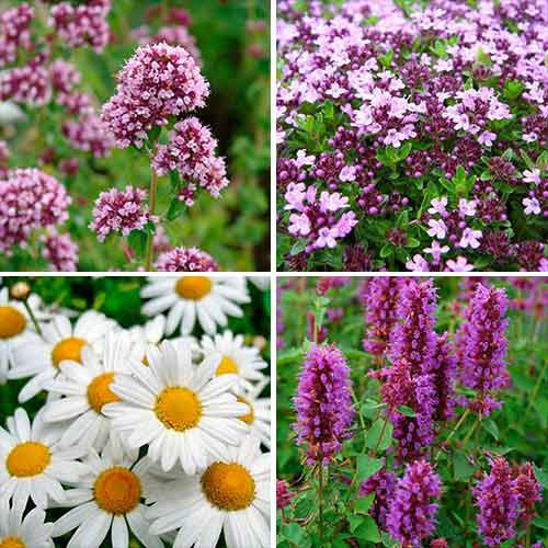 Травы для чая Ароматы лета, смесь изображение 1 артикул 65917