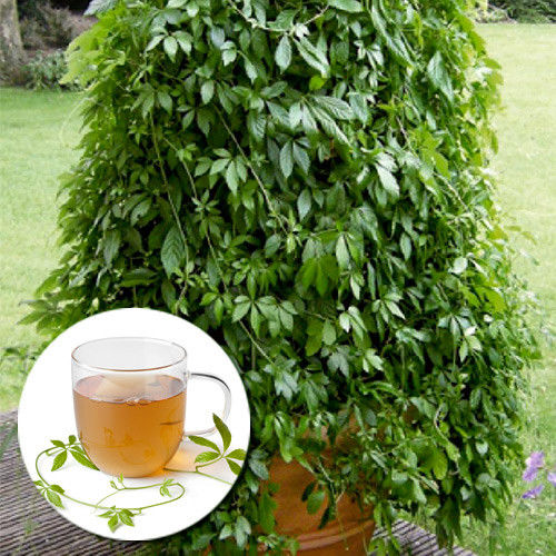 Травы долголетия изображение 1 артикул 9242