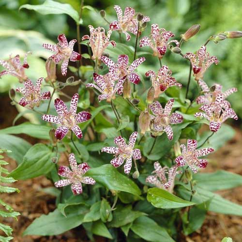 Трициртис (садовая орхидея) Вайт изображение 1 артикул 76148