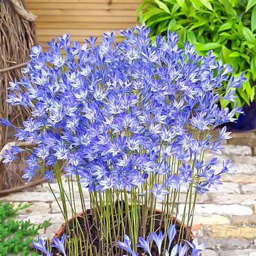 Трителия (бродиэя) Конингин Фабиола изображение 1 артикул 68921