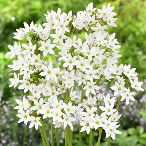 Трителия (бродиэя) Уайт изображение 1 артикул 68922