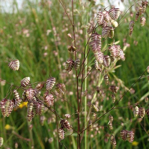 Трясунка средняя изображение 1 артикул 01415