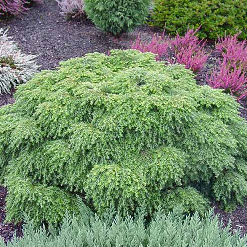 Тсуга канадская Эдделох изображение 1 артикул 8383