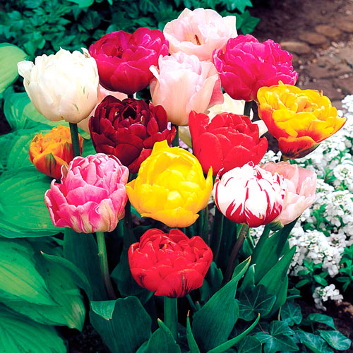 Тюльпаны махровые, смесь окрасок изображение 1 артикул 67461