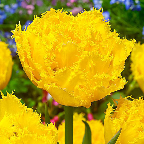 Тюльпан Экзотик Сан изображение 1 артикул 67471