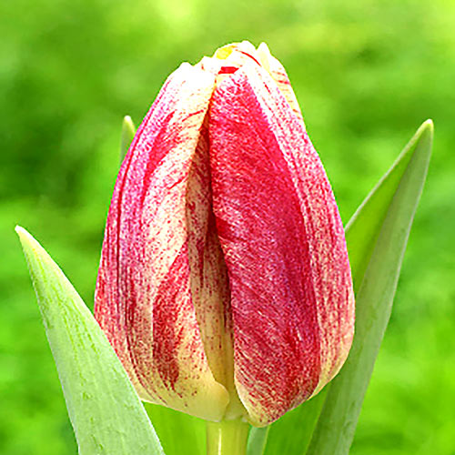 Тюльпан Канок изображение 1 артикул 4781_1