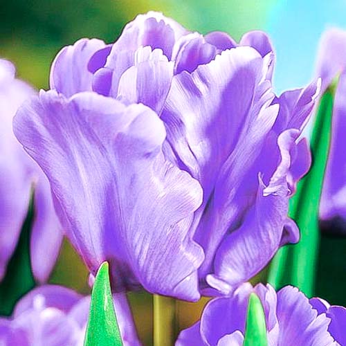 Тюльпан Блю Пэррот изображение 1 артикул 67490