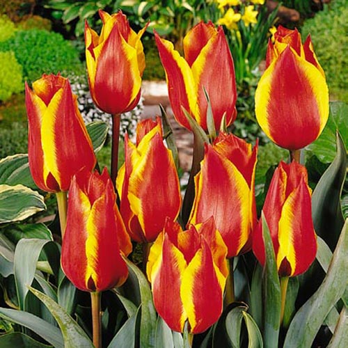 Тюльпан Спринг Сюрпрайз изображение 1 артикул 67507