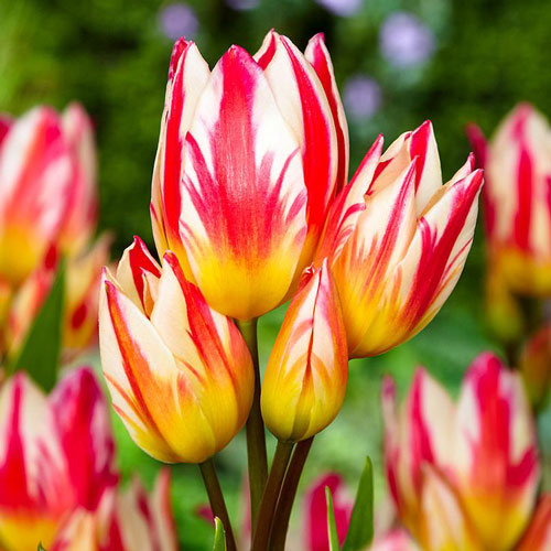 Тюльпан Триколет изображение 2 артикул 4745_1