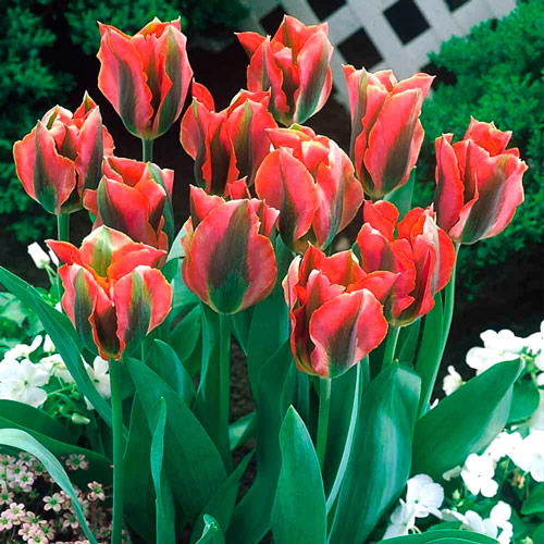 Тюльпан зеленоцветный Артист изображение 1 артикул 68401