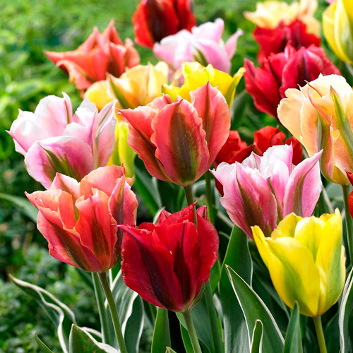 Тюльпан зеленоцветный, смесь окрасок изображение 2 артикул 67516