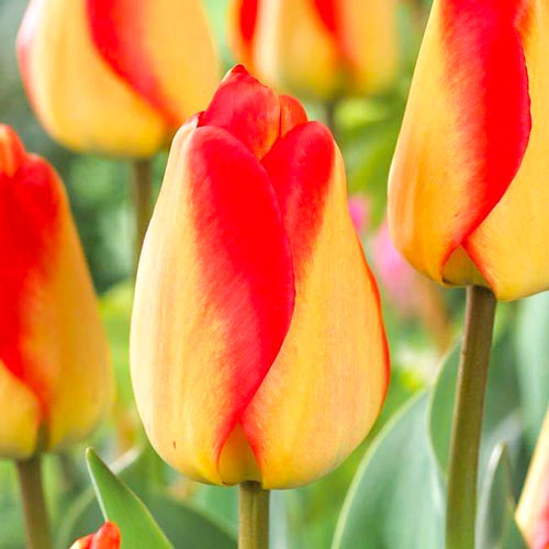 Тюльпан Дарвина Американ Дрим изображение 1 артикул 68026