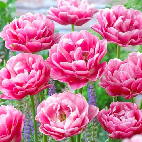 Тюльпан махровый Авейрон изображение 2 артикул 68075