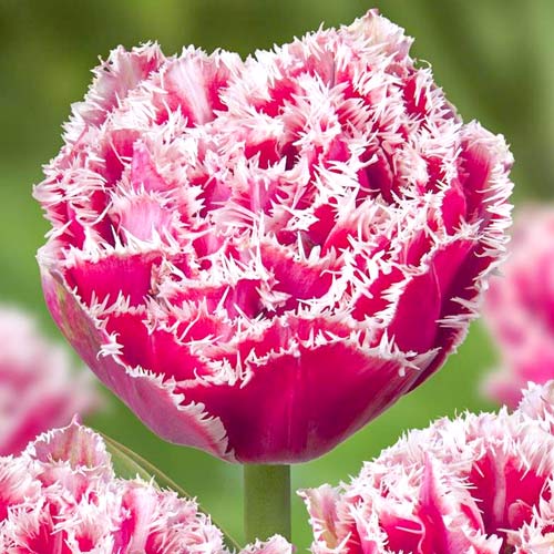 Тюльпан бахромчатый Брест изображение 1 артикул 68076