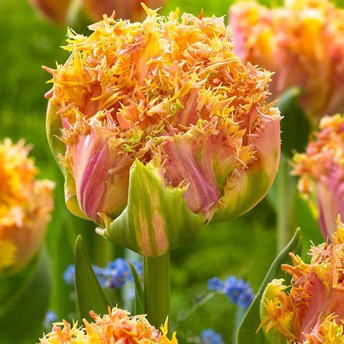 Тюльпан бахромчатый Эсприт изображение 1 артикул 68029