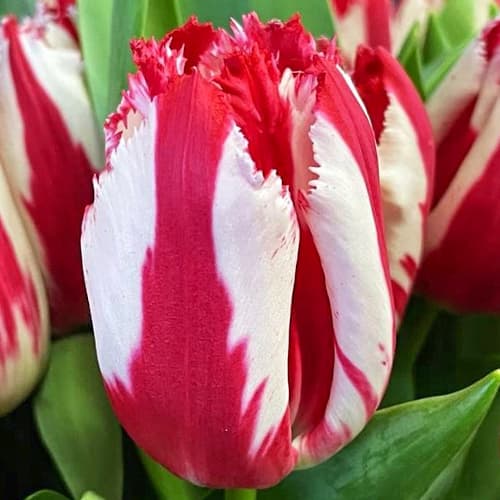 Тюльпан бахромчатый Хеппи Клоун артикул фото 1 Тюльпан бахромчатый Хеппи Клоун изображение 1 артикул 68398