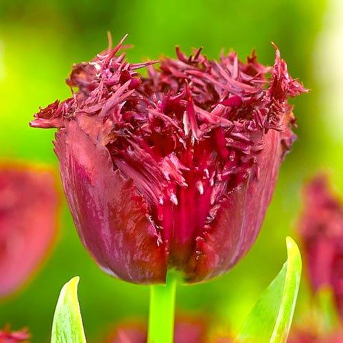 Тюльпан бахромчатый Лабрадор изображение 1 артикул 68028