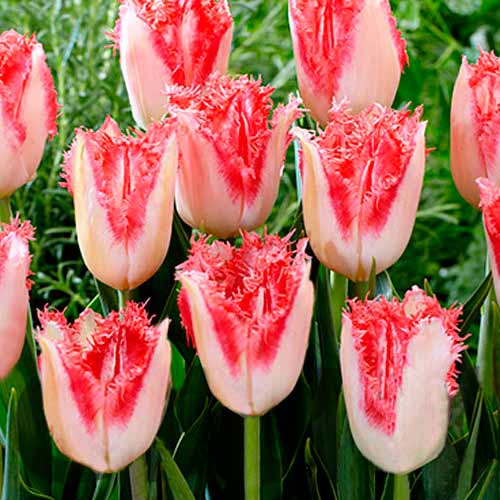 Тюльпан бахромчатый Свит Симон артикул фото 1 Тюльпан бахромчатый Свит Симон изображение 1 артикул 68989