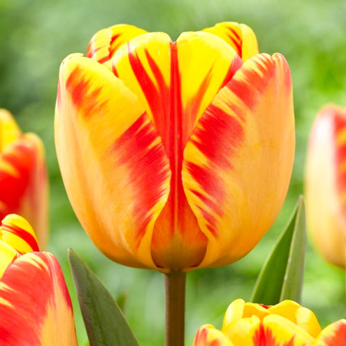 Тюльпан Дарвина Банья Лука изображение 1 артикул 68103