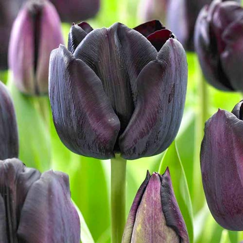 Тюльпан Триумф Блэк Джек изображение 1 артикул 67839