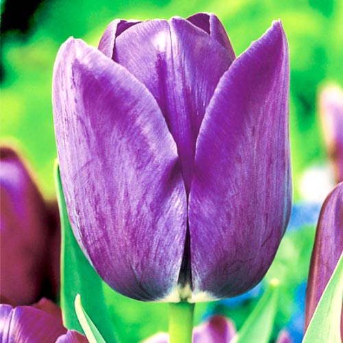 Тюльпан Триумф Блю Эмейбл изображение 1 артикул 67705