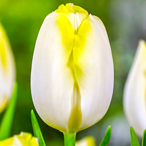 Тюльпан Триумф Болроял Сильвер изображение 1 артикул 67706