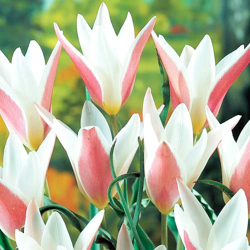 Тюльпан ботанический Леди Джейн изображение 1 артикул 67498