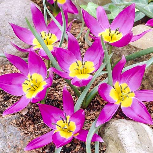 Тюльпан ботанический Одалиск изображение 1 артикул 68079