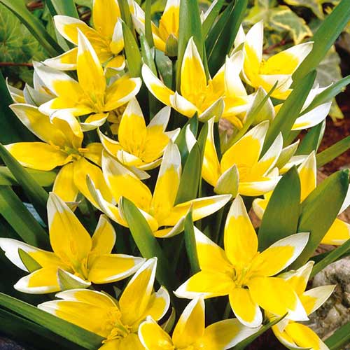 Тюльпан ботанический Тарда изображение 1 артикул 70296