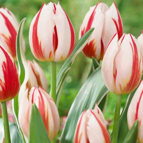 Тюльпан Дарвина Бернинг Харт изображение 1 артикул 70292