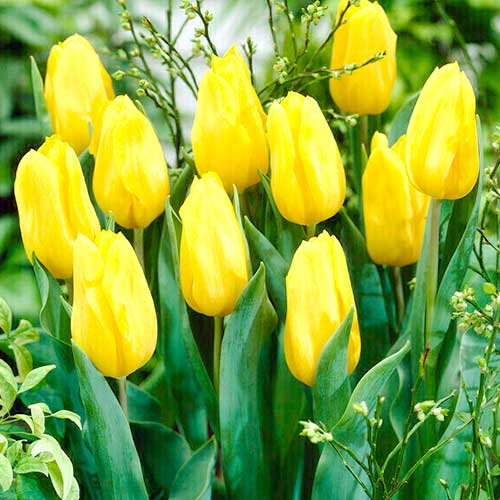 Тюльпан Дарвина Голден Оксфорд изображение 1 артикул 70248